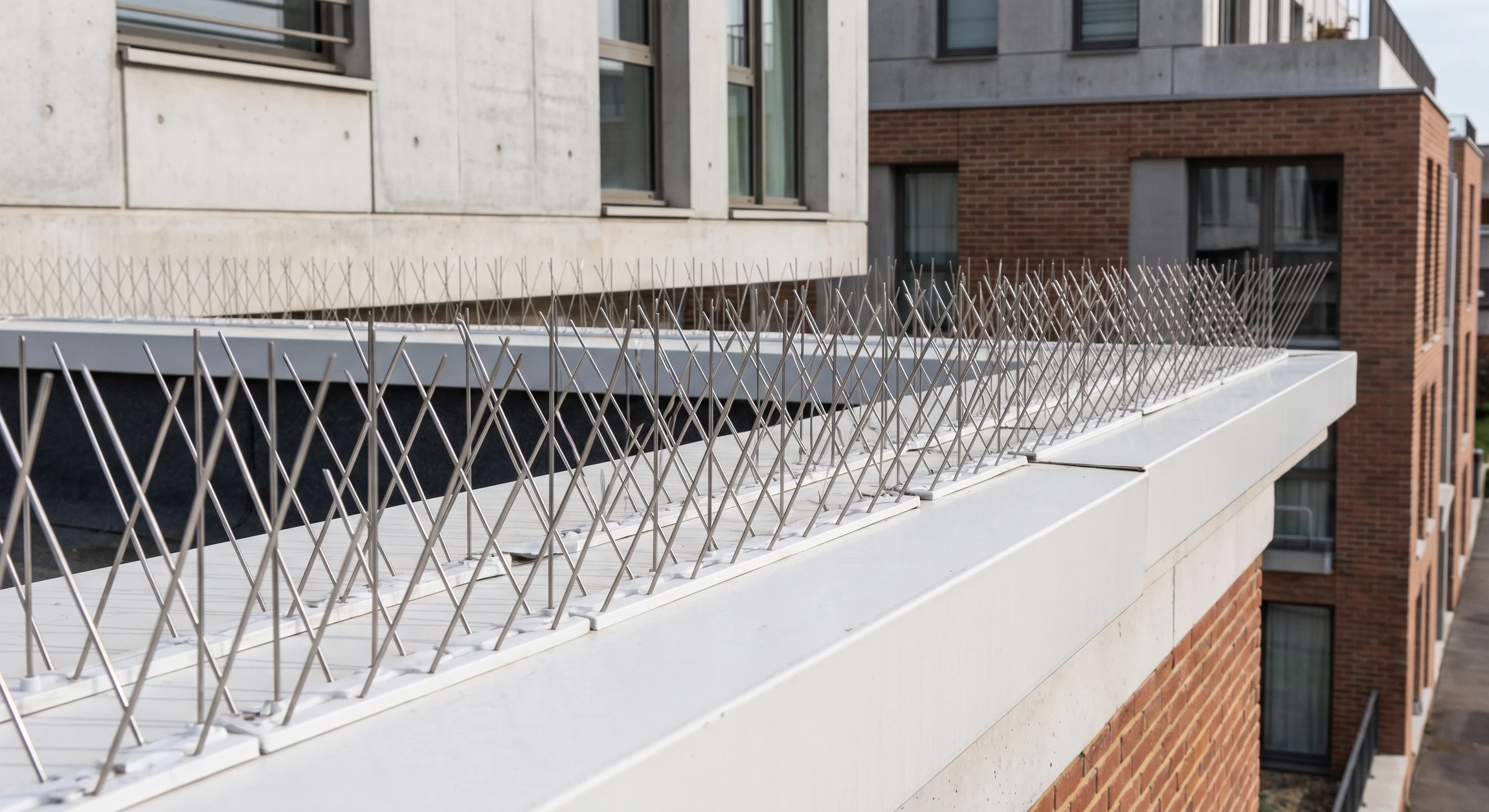 Pics anti-pigeons en acier inoxydable installés en rangées serrées sur le rebord d'une corniche de bâtiment urbain moderne, fixés sur support blanc discret, photographiés de près pour montrer la densité du système dissuasif sans faire figurer de pigeons.