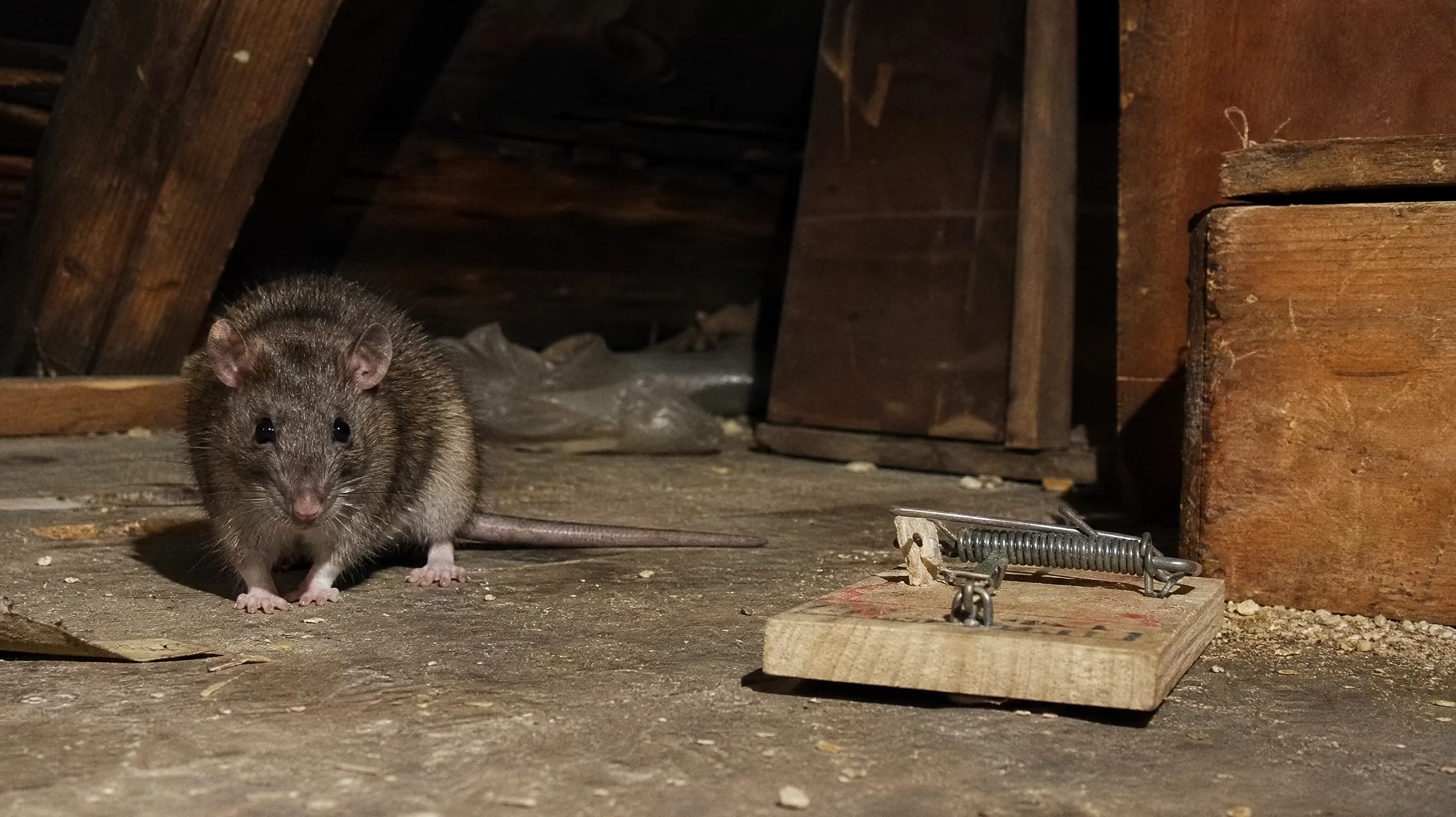 Poste d'appâtage sécurisé et verrouillé en boîtier plastique résistant, installé au sol le long d'une plinthe intérieure, prêt à capturer rats et souris dans une habitation. Boîtier fermé avec accès sécurisé professionnel, visible en environnement résidentiel sobre.